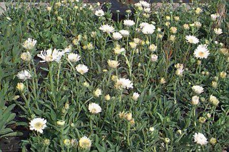 Aster alpinus 'Albus' P9 - afbeelding 1