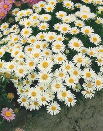Aster alpinus 'Albus' P9 - afbeelding 3