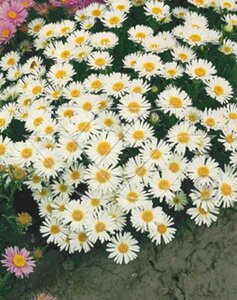 Aster alpinus 'Albus' P9 - afbeelding 3