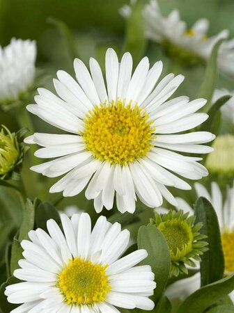 Aster alpinus 'Albus' P9 - afbeelding 4