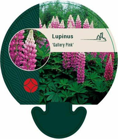 Lupinus 'Gallery Pink' P9 - afbeelding 5