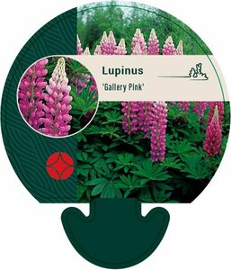 Lupinus 'Gallery Pink' P9 - afbeelding 5