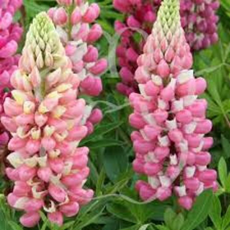 Lupinus 'Gallery Pink' P9 - afbeelding 2