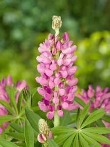Lupinus 'Gallery Pink' P9 - afbeelding 3