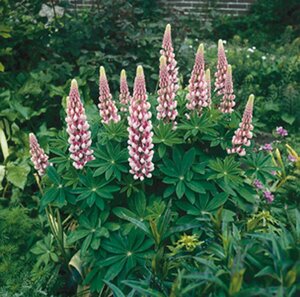 Lupinus 'Gallery Pink' P9 - afbeelding 4