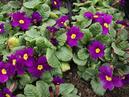 Primula (J) 'Wanda' P9 - afbeelding 4