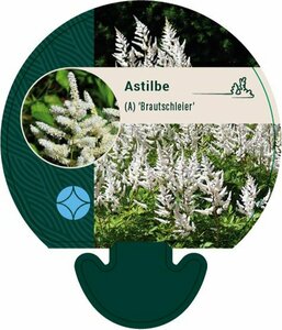 Astilbe arendsii 'Brautschleier' P9 - afbeelding 1