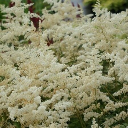Astilbe arendsii 'Brautschleier' P9 - afbeelding 3
