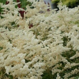 Astilbe arendsii 'Brautschleier' P9 - afbeelding 3