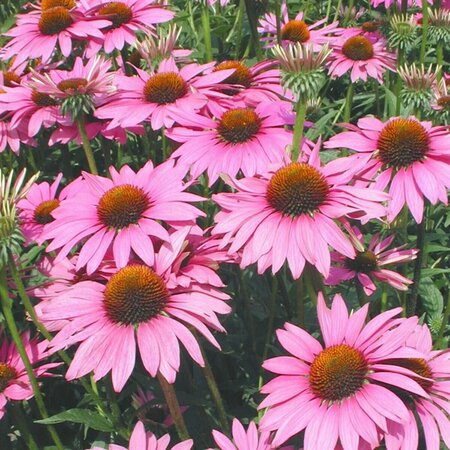 Echinacea purpurea 'Rubinstern' P9 - afbeelding 3