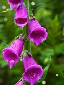 Digitalis purpurea 'Dalmatian Rose' P9 - afbeelding 2
