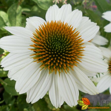 Echinacea purpurea 'Powwow White' P9 - afbeelding 1