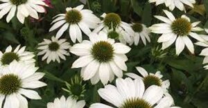 Echinacea purpurea 'Powwow White' P9 - afbeelding 2