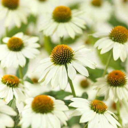Echinacea purpurea 'Powwow White' P9 - afbeelding 3