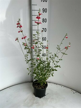 Salvia microphylla 'Hot Lips' C2 - afbeelding 1