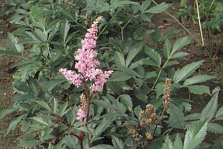 Astilbe japonica 'Peach Blossom' P9 - afbeelding 1
