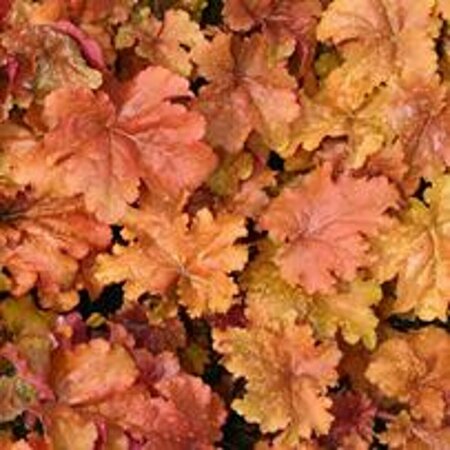 Heuchera 'Marmalade' P9 - afbeelding 3