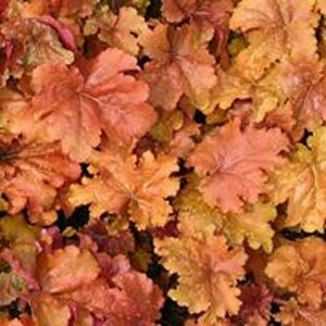 Heuchera 'Marmalade' P9 - afbeelding 3