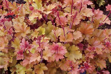Heuchera 'Marmalade' P9 - afbeelding 4