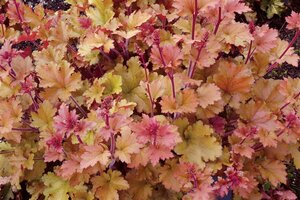 Heuchera 'Marmalade' P9 - afbeelding 4