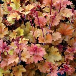 Heuchera 'Marmalade' P9 - afbeelding 5
