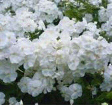 Phlox paniculata 'White Admiral' P9 - afbeelding 2