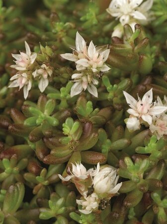 Sedum album 'Coral Carpet' P9 - afbeelding 2