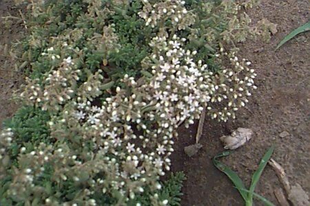 Sedum album 'Coral Carpet' P9 - afbeelding 1