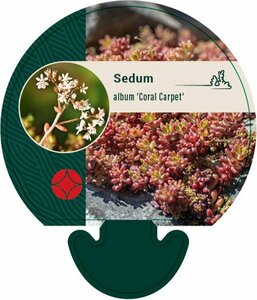 Sedum album 'Coral Carpet' P9 - afbeelding 4