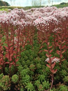 Sedum album 'Coral Carpet' P9 - afbeelding 6
