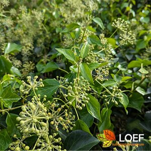 Hedera helix 'Arborescens' 20/25 C. - afbeelding 4