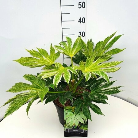 Fatsia japonica 'Spider's Web' 30/40 C. - afbeelding 2