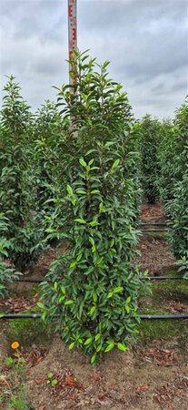 Prunus lusitanica 'Angustifolia' 30/40 C. - afbeelding 6
