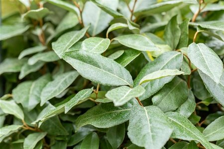 Elaeagnus ebbingei 40/50 C. - afbeelding 1