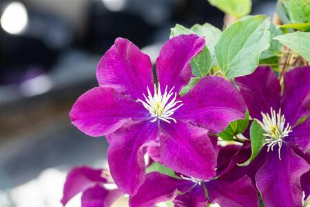Clematis 'Warszawska Nike' C2