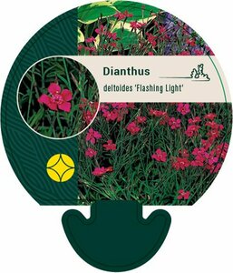 Dianthus deltoides 'Flashing Light' P9 - afbeelding 1
