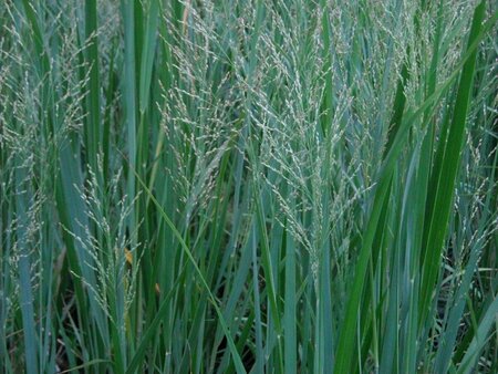Panicum virgatum 'Northwind' C5 - afbeelding 4