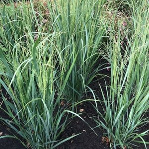 Panicum virgatum 'Northwind' C5 - afbeelding 6