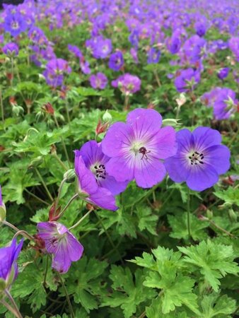 Geranium 'Rozanne' C2 - afbeelding 6