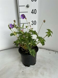 Geranium 'Rozanne' C2 - afbeelding 1