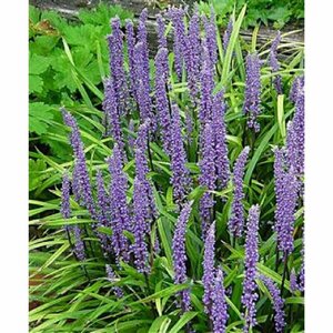 Liriope muscari 'Moneymaker' P9 - afbeelding 4