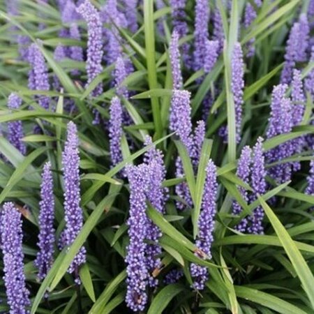 Liriope muscari 'Moneymaker' P9 - afbeelding 6