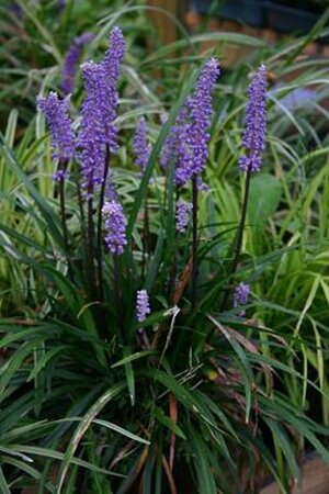 Liriope muscari 'Moneymaker' P9 - afbeelding 7