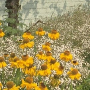 Helenium bigelovii 'The Bishop' P9 - afbeelding 3