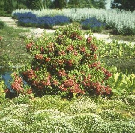 Kalmia angustifolia 'Rubra' 30/40 C.