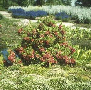 Kalmia angustifolia 'Rubra' 30/40 C.