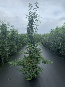 Deutzia hybrida 'Mont Rose' 40/50 C.
