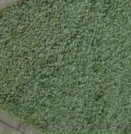 Acaena buchananii P9 - afbeelding 1