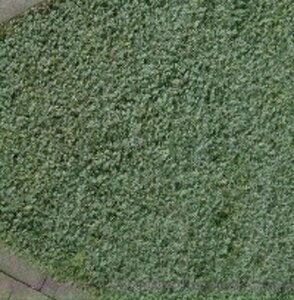 Acaena buchananii P9 - afbeelding 1