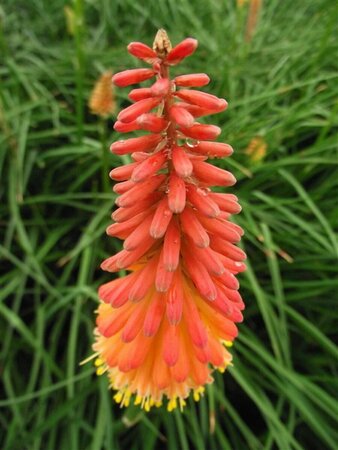 Kniphofia 'Alcazar' P9 - afbeelding 3
